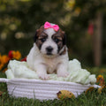 Clara - Available 10/15