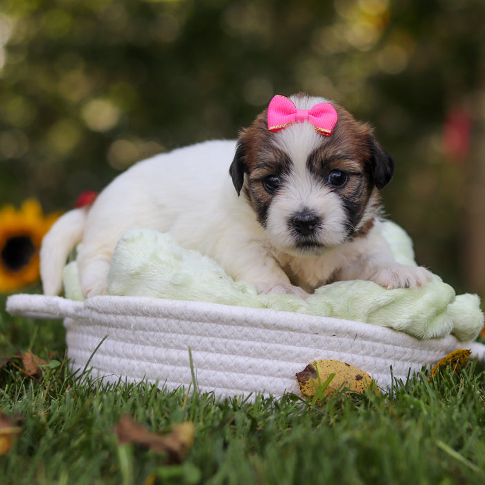 Clara - Available 10/15
