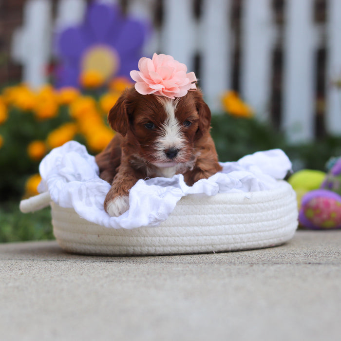 Delany - Available 10/15