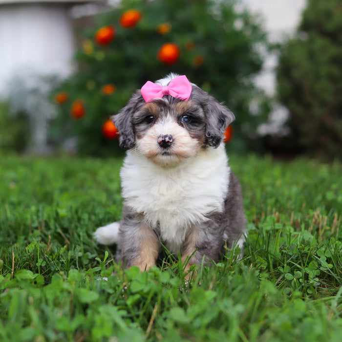 Della - Available 9/22