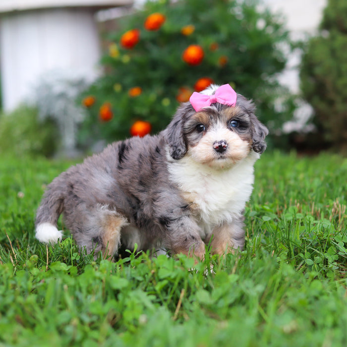 Della - Available 9/22