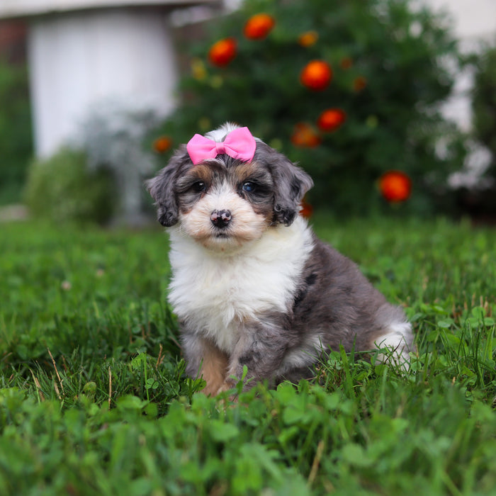 Della - Available 9/22