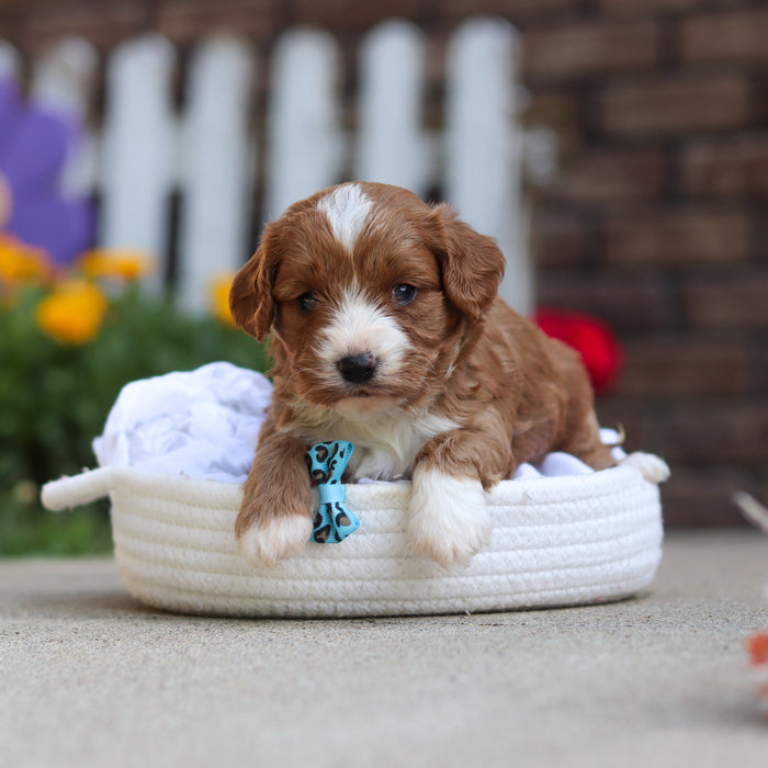 Dempsey - Available 10/15