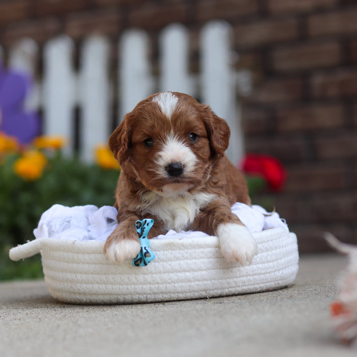 Dempsey - Available 10/15