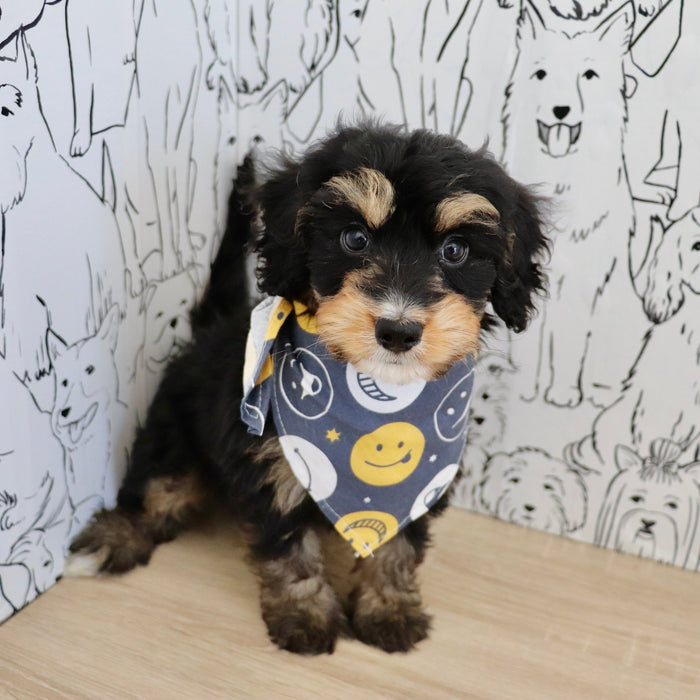 Dodger - Available 9/22