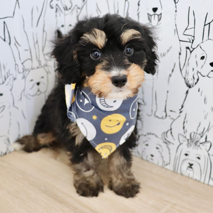 Dodger - Available 9/22