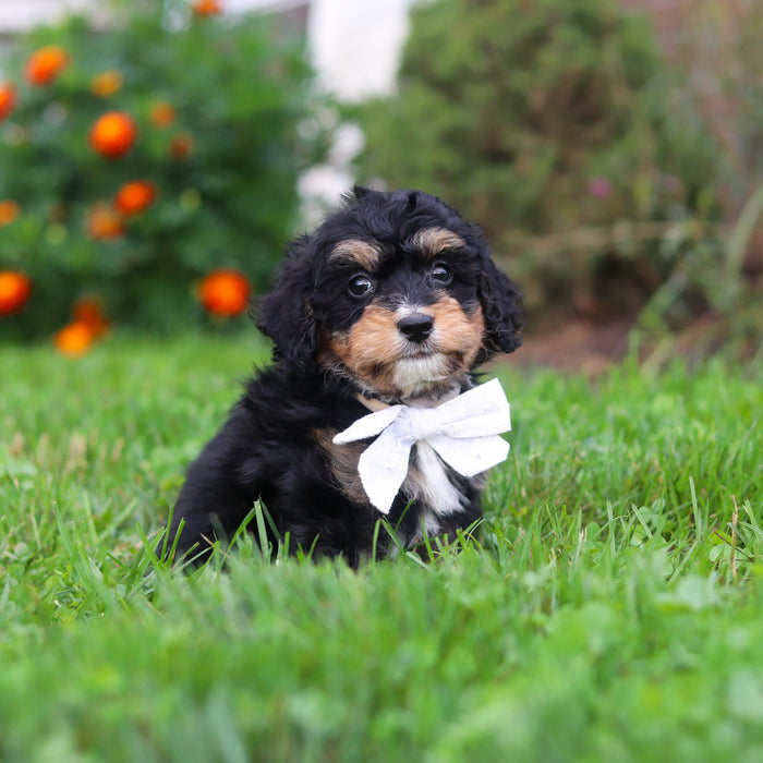 Dodger - Available 9/22