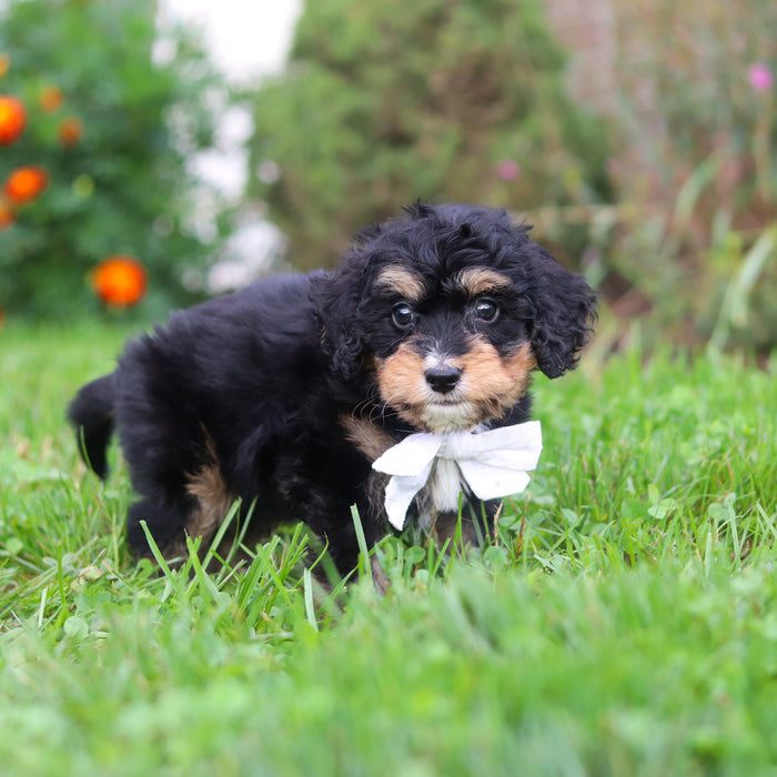 Dodger - Available 9/22