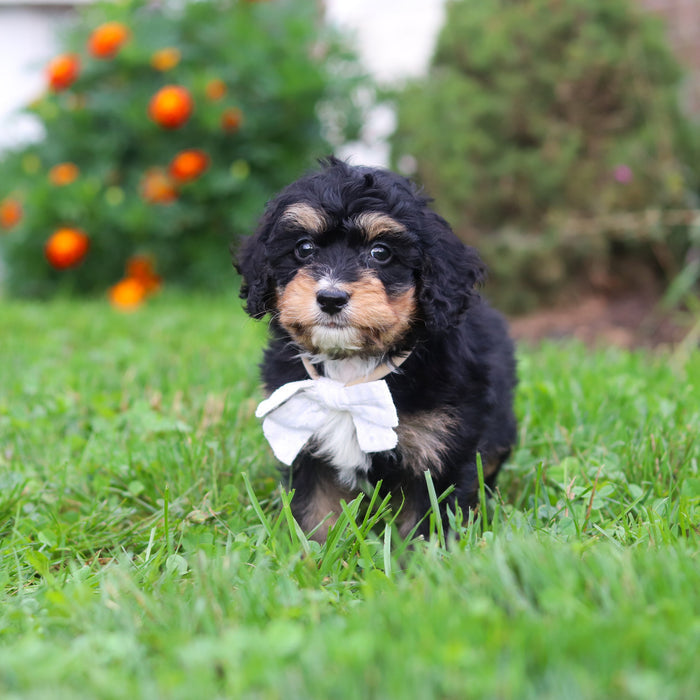 Dodger - Available 9/22