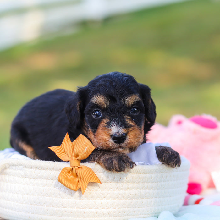 Dodger - Available 9/22