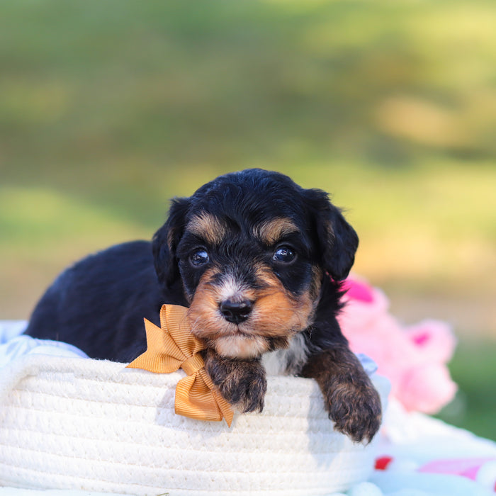 Dodger - Available 9/22