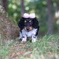 Dollie - Available 9/24
