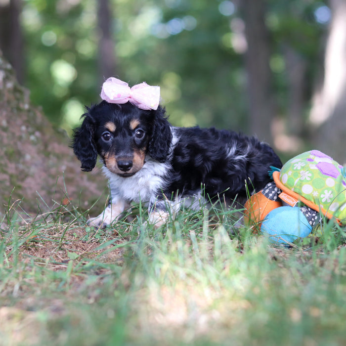 Dollie - Available 9/24