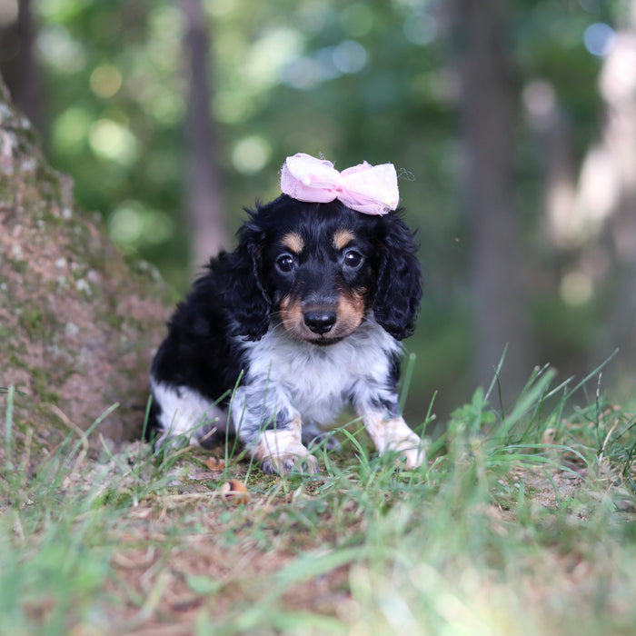 Dollie - Available 9/24