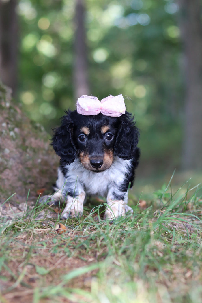 Dollie - Available 9/24