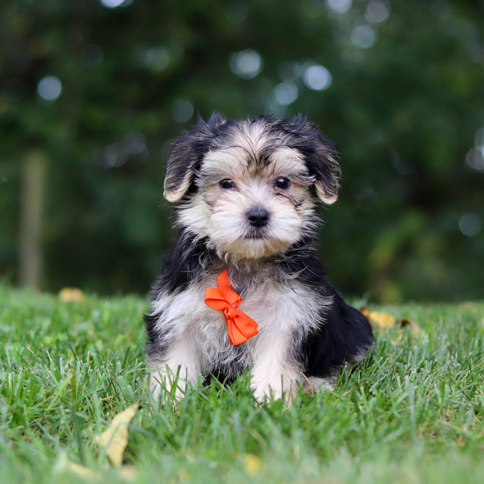 Edgar - Available 9/24
