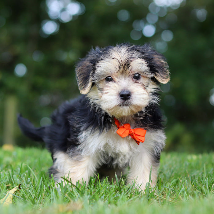 Edgar - Available 9/24