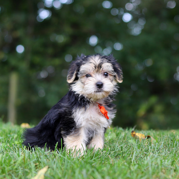 Edgar - Available 9/24