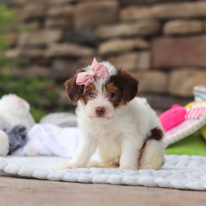 Elise - Available Now