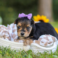 Eliza - Available 10/22