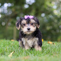 Evie - Available 9/24