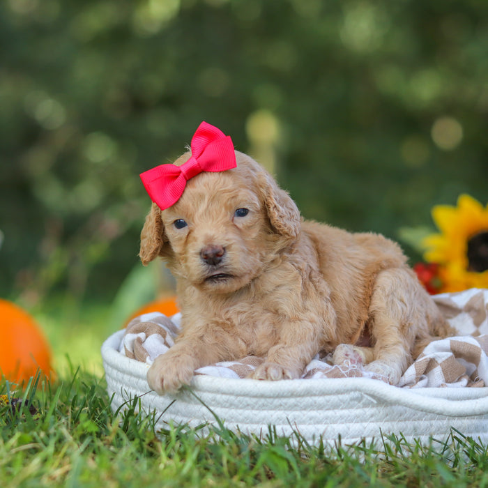 Farrah - Available 10/22