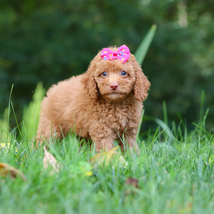 Florence - Available 9/17
