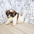 Georgie - Available Now