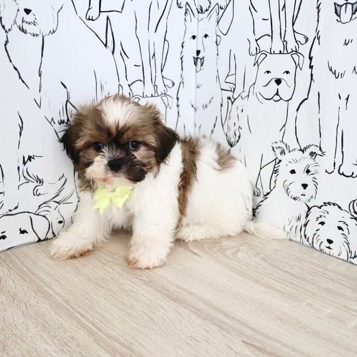 Georgie - Available Now