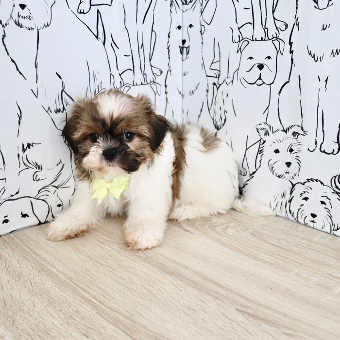Georgie - Available Now