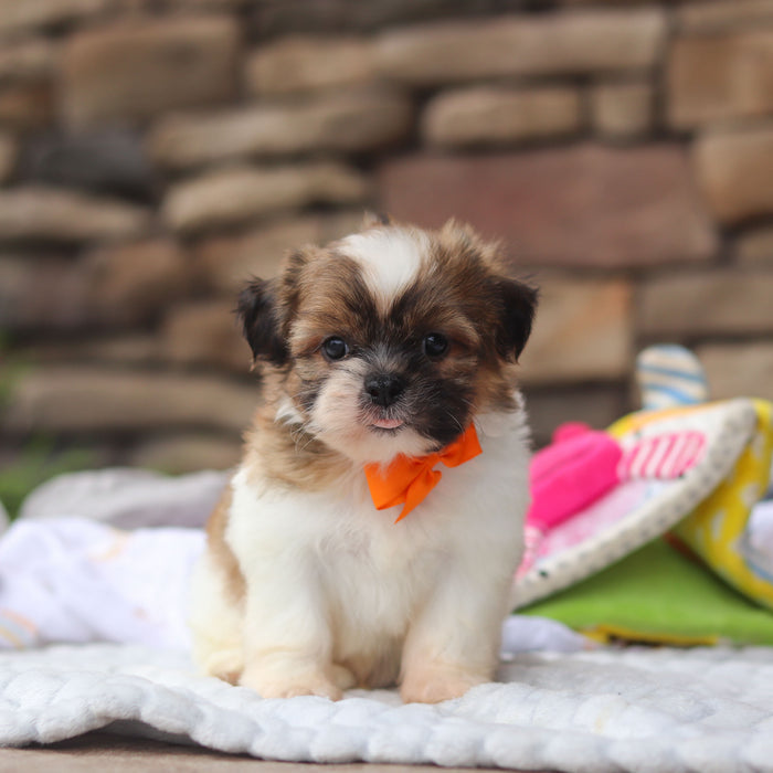 Georgie - Available Now