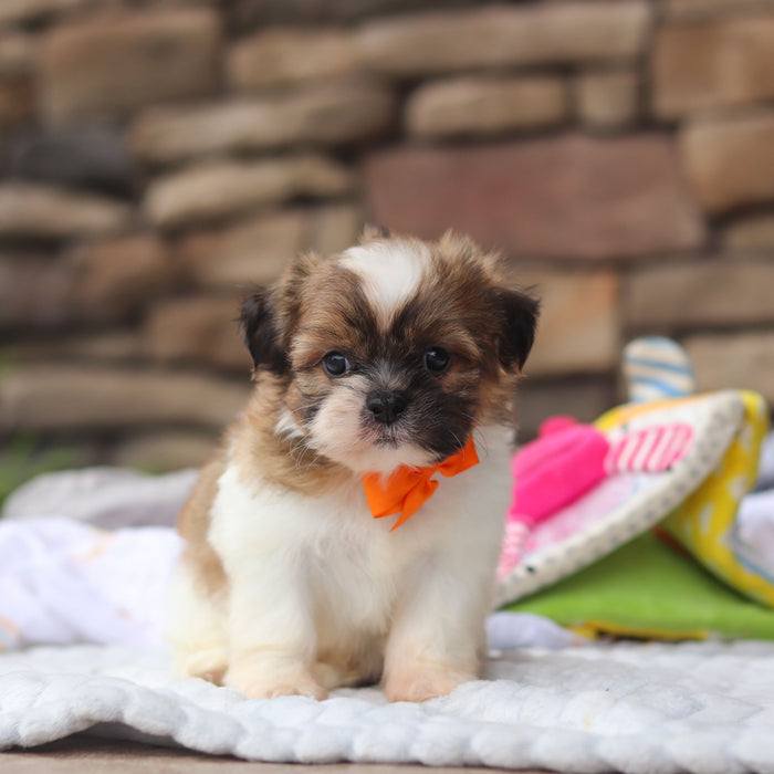 Georgie - Available Now