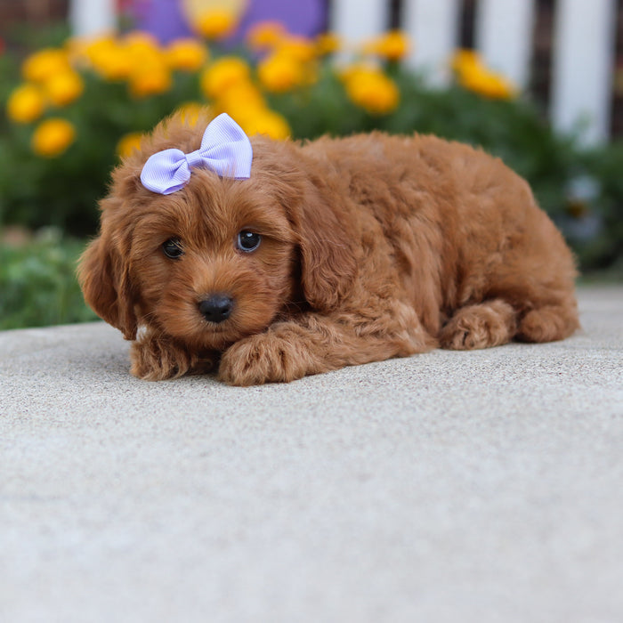 Georgina - Available 9/24