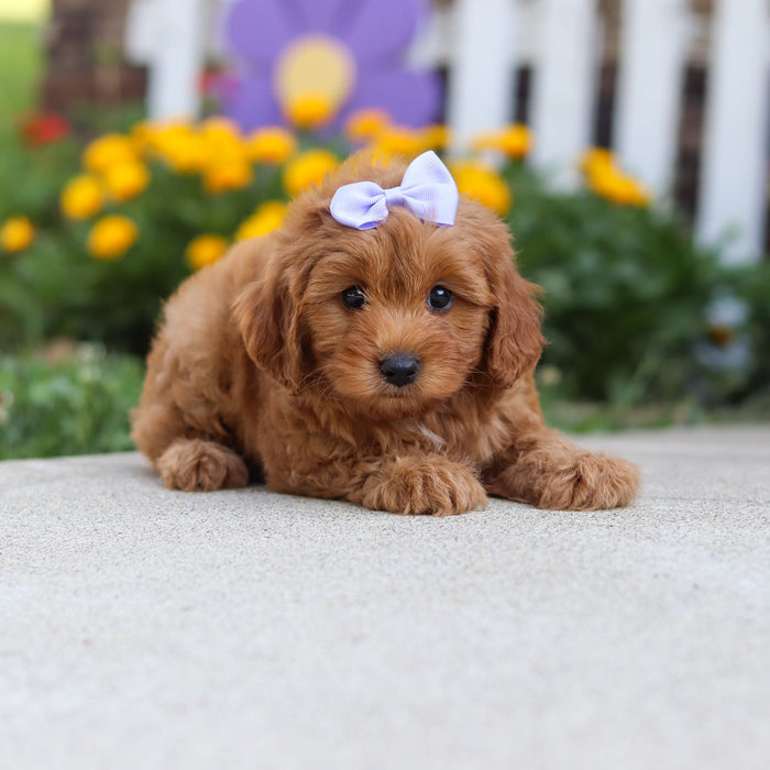 Georgina - Available 9/24