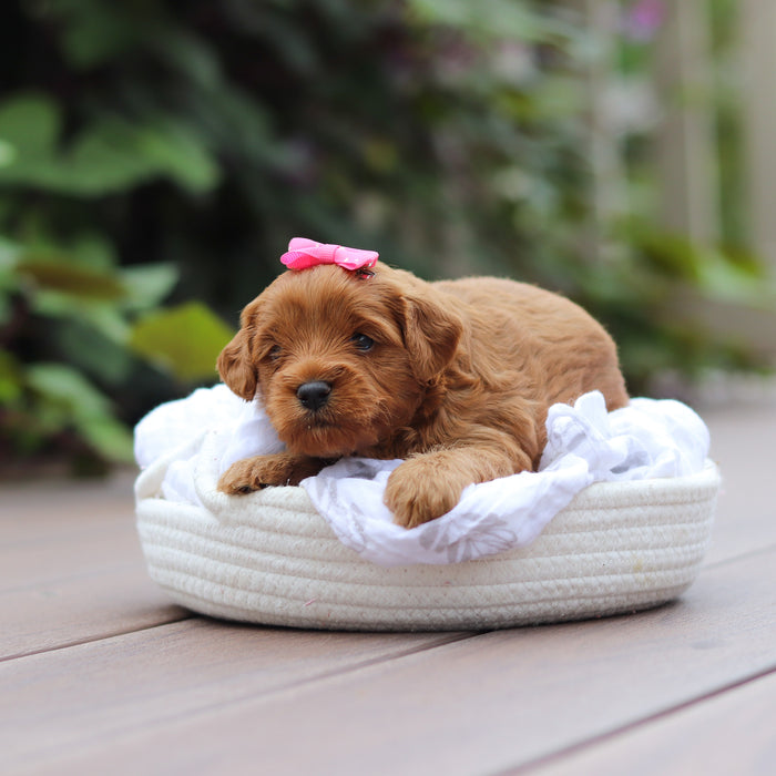 Georgina - Available 9/24