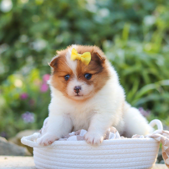 Gladys - Available 10/15
