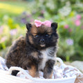 Glenda - Available 10/15