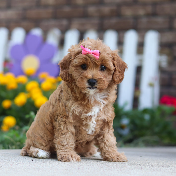 Gretel - Available 9/24