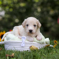 Harry - Available 10/15