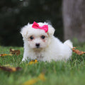 Hera - Available 9/24