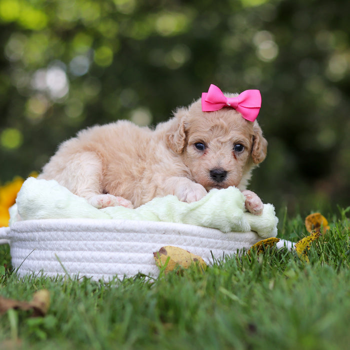 Hermione - Available 10/15