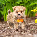 Lincoln - Available 9/24