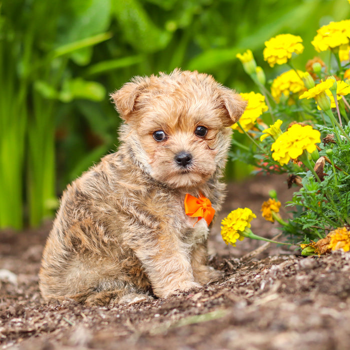 Lincoln - Available 9/24