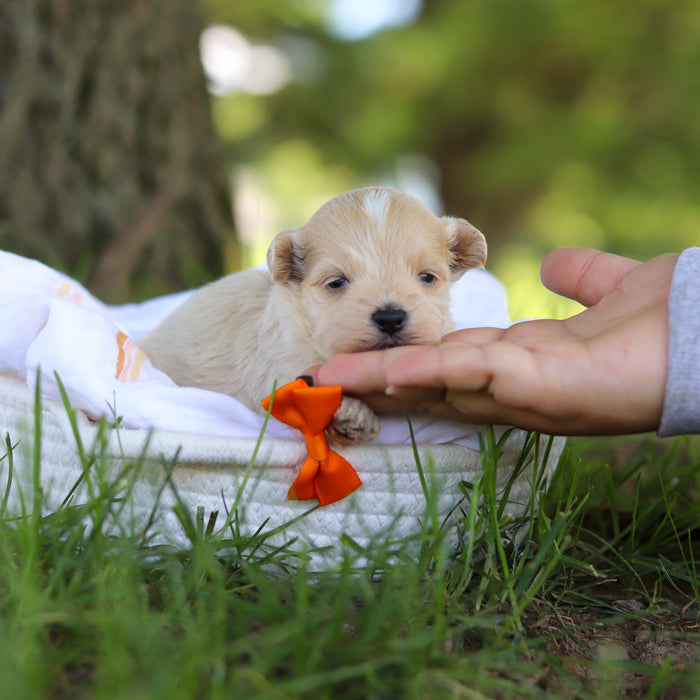 Linden - Available 10/1