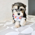 Lucy - Available Now