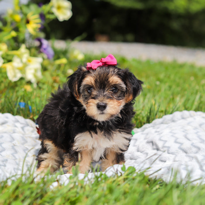 Lucy - Available Now
