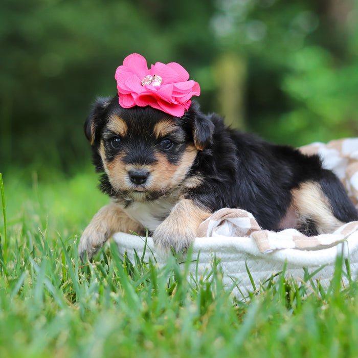 Lucy - Available Now