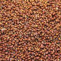 Maniguette – Graine de Paradis – 50g