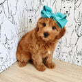 Marsha - Available Now