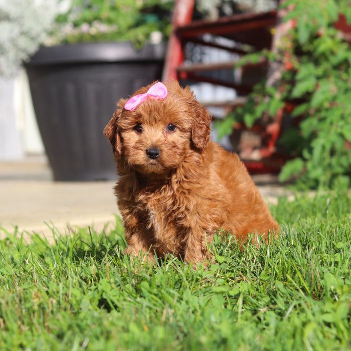 Marsha - Available Now